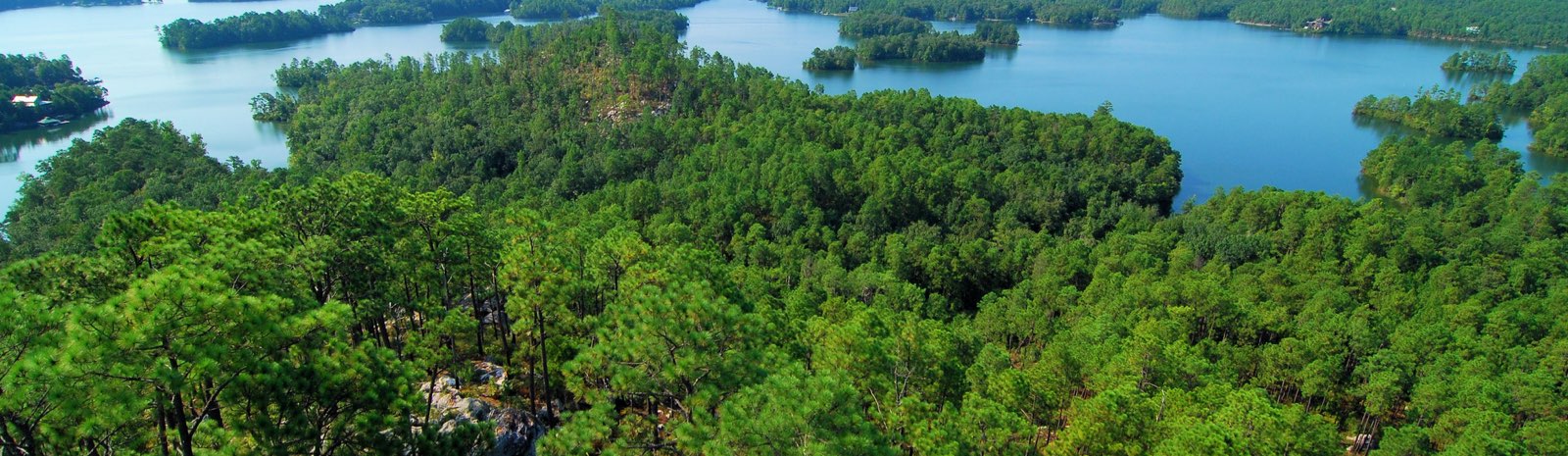 Scenic view of trees and lake