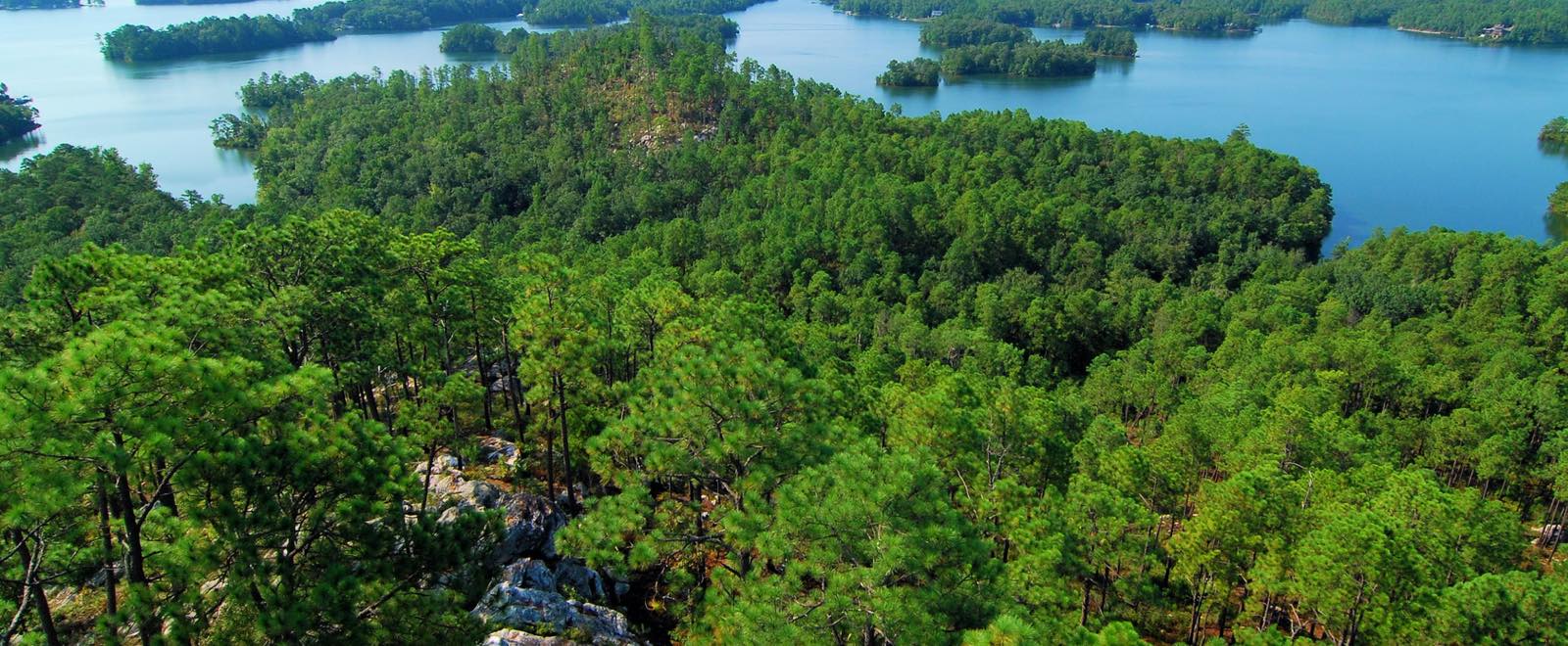 Scenic view of trees and lake